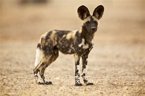 The irregular pattern is coloured with white, yellow, brown and black markings. African Wild Dog Facts: Diet, Behavior, Habitat