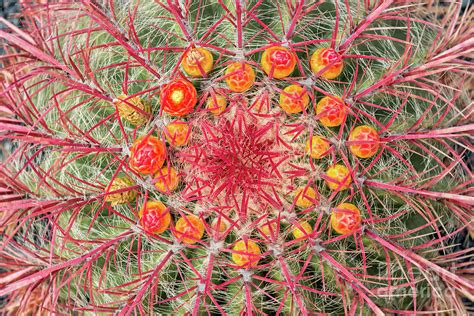 Arizona Barrel Cactus Photograph By Delphimages Photo Creations Pixels