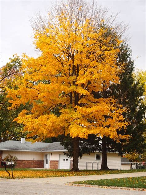 Sherwood Oaks Neighbors Our Beautiful Fall Trees