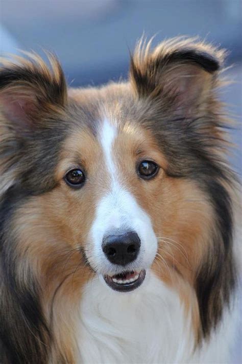 17 Best Images About Love Of A Sheltie 2 On Pinterest Shetland