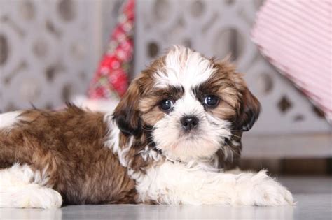 Adorable female ckc shih tzu puppy awwww.i bet molly looked like this as a pup! Rudy - Fun Shih-tzu - Puppies Online