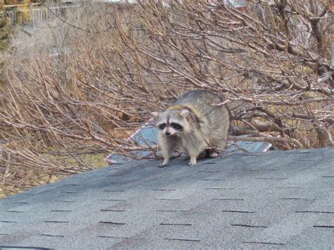 Humane Wildlife Removalwhere Do Raccoons Go During The Day