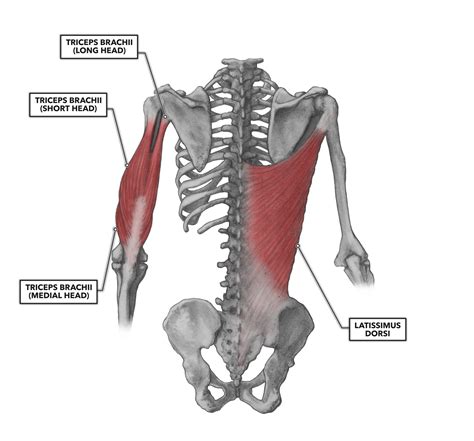 Crossfit Shoulder Muscles Part 2 Posterior Musculature