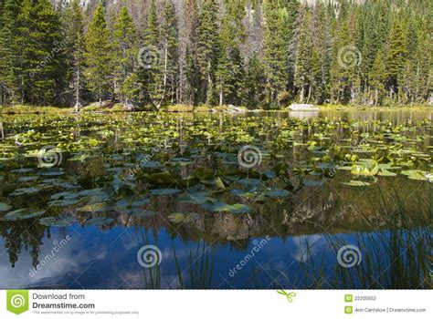 Lily Pad Lake In The Rockies Stock Photography Image