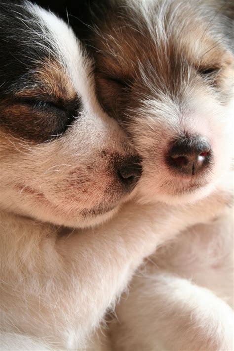 19 Amazingly Cute Pictures Of Animals Hugging Huffpost Uk News