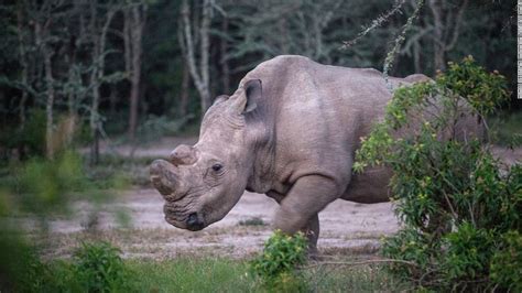 Remembering Sudan The Last Male Northern White Rhino Cnn