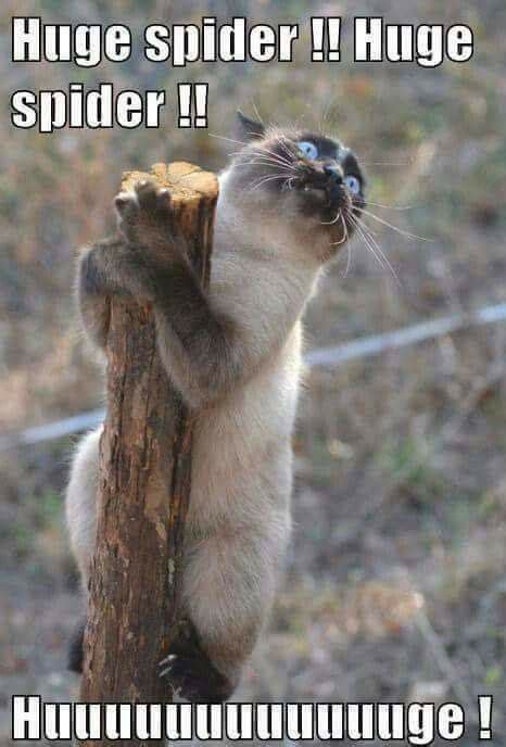 Why do cats eat grass? 120 best images about spider humor on Pinterest | Scary ...