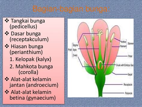 Ppt Morfologi Tumbuhan Jenis Dan Bagian Bunga