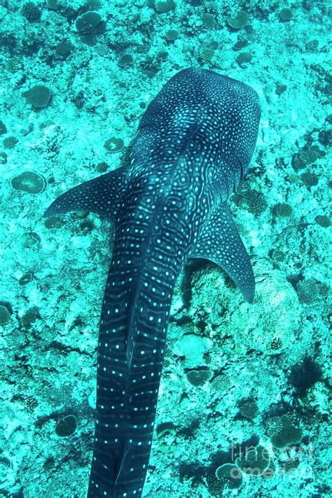 Spotted Whale Shark Swimming In Ari Atoll Photograph By Sami Sarkis