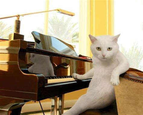 O I Forgot To Tell You I Can Play The Piano Funny Cat Pictures Cats