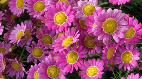 Plants Beautiful Flowers Pink Marguerite Daisy Hd