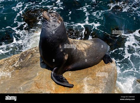 Monterey Sea Lion High Resolution Stock Photography And Images Alamy