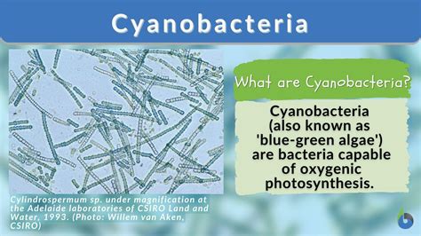 Cyanobacteria Definition And Examples Biology Online Dictionary