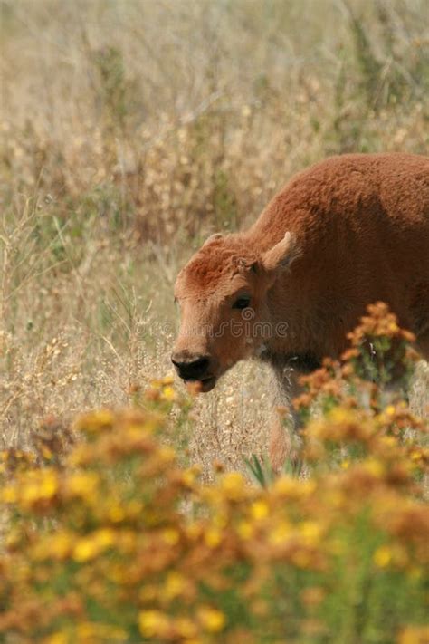 Het Kalf Van De Bizon Stock Foto Afbeelding Bestaande Uit Montana