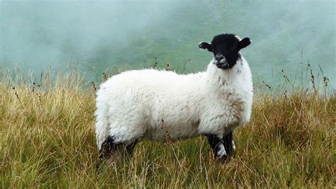 3 Most Popular Scottish Sheep Tasteatlas