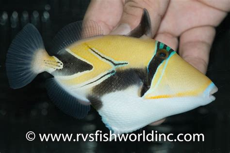 This Is The Coolest Picasso Triggerfish Hybrid To Date Reef Builders
