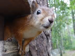 Image result for sweet squirrel