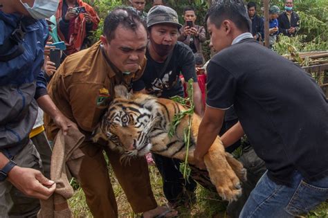 Only A Few Thousand Tigers Survive In Asia In 2022 — Radio Free Asia