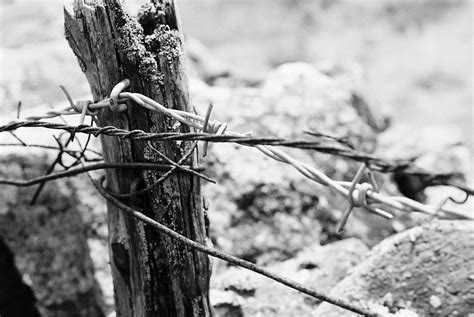 Trench Barbed Wire Journeys End Midhurst Barbed Wire