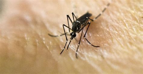 Riverside County Confirms First Case Of Zika Virus Cbs Los Angeles