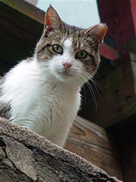 In home pet euthanasia in new jersey, new york and philadelphia metro area. Enhanced Feral Cat Initiative Website to Spur Greater ...