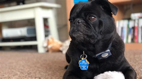 Search For Rex The Pug Hits A Blind Spot At Gm Proving Ground In Milford