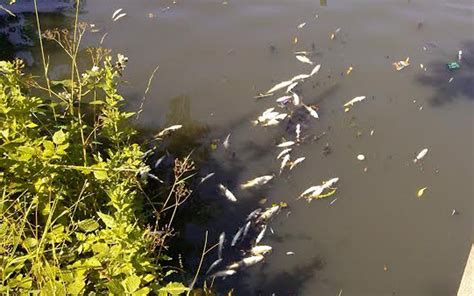 Mystery Of Thousands Of Dead Fish Found Floating In East London Lake