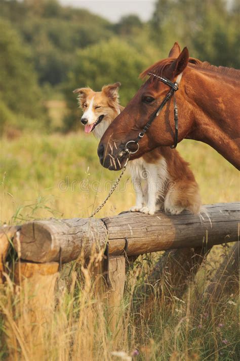 Red Border Collie Dog And Horse Stock Photo Image Of