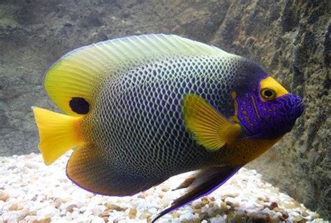 Blueface Angelfish Pomacanthus Xanthometopon Saltwater Fish For Sale