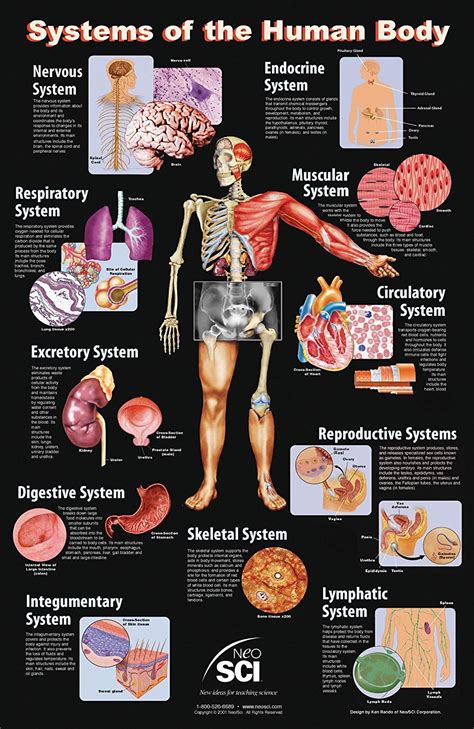 Integumentary System Circulatory System Respiratory System Volcano