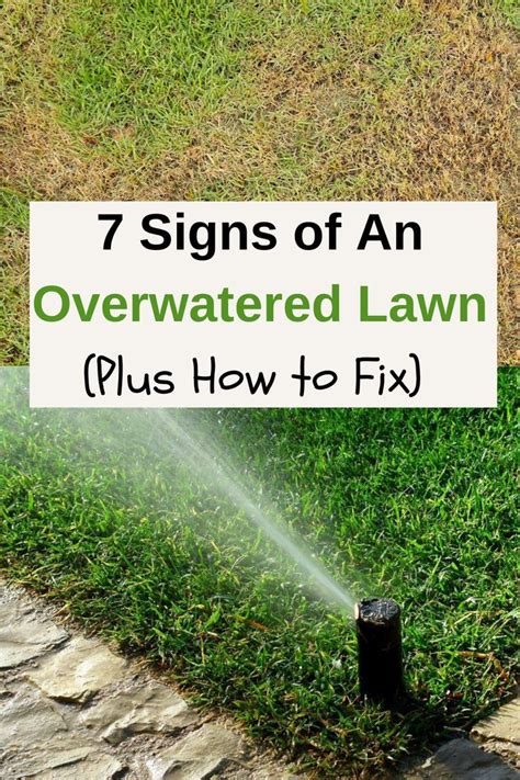 7 Signs Of An Overwatered Lawn And How To Fix In 2023 Lawn Care