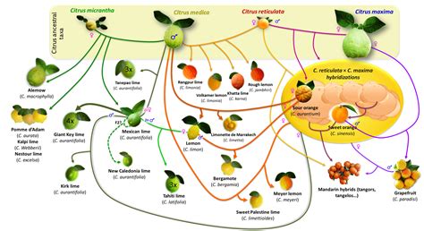 Agrumed Archaeology And History Of Citrus Fruit In The