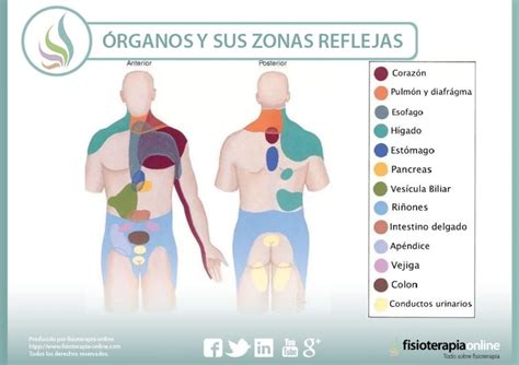 Cada órgano tiene su zona refleja, descubre cuales son | FisioOnline