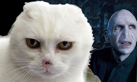 Harry james potter is a fictional character and the titular protagonist in j. Cat looks like lord Voldemort Harry Potter villain so he ...