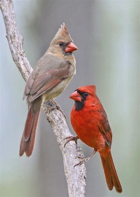 Cardinal Male Female Cardinal Birds Cardinal Birds Art Pet Birds