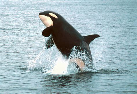 Killer Whale Breach Stock Photos Pictures And Royalty Free Images Istock