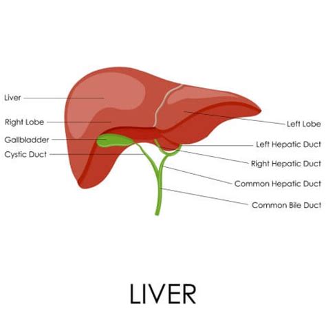 The liver has structural characteristics that are not found in any other internal organ of the human body. 6-Step Liver Cleanse - Karma ClinicKarma Clinic
