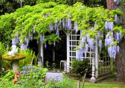 wisteria wisteria pergola building a trellis pergola