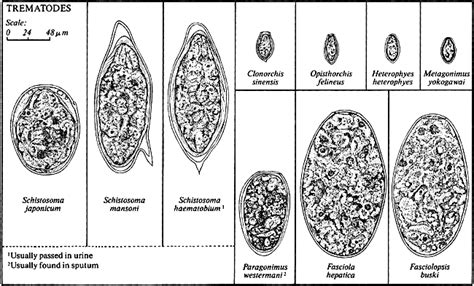 Intestinal Parasites Comparative Morphology Figure 5