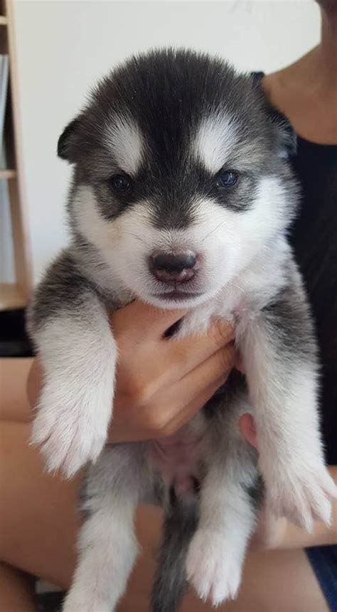 He is almost 9 weeks old. Siberian Husky Puppies
