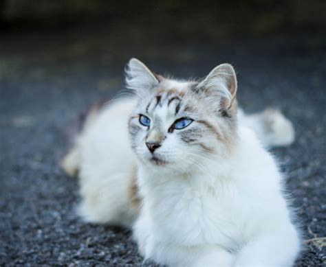 12 Surprising Facts About Tuxedo Cats Artofit