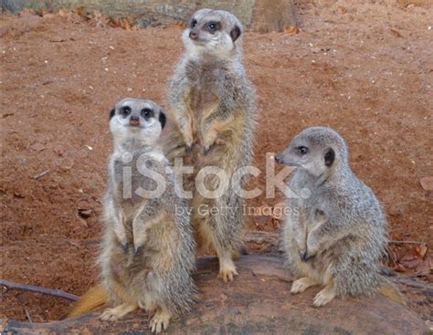 Three Young Meerkats Sitting On Desert Rock Looking Lookout Se Stock