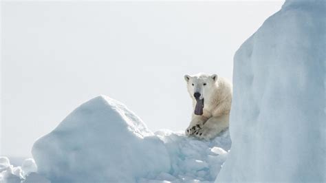 klimawandel eisbären könnten bis 2100 ausgestorben sein zeit online