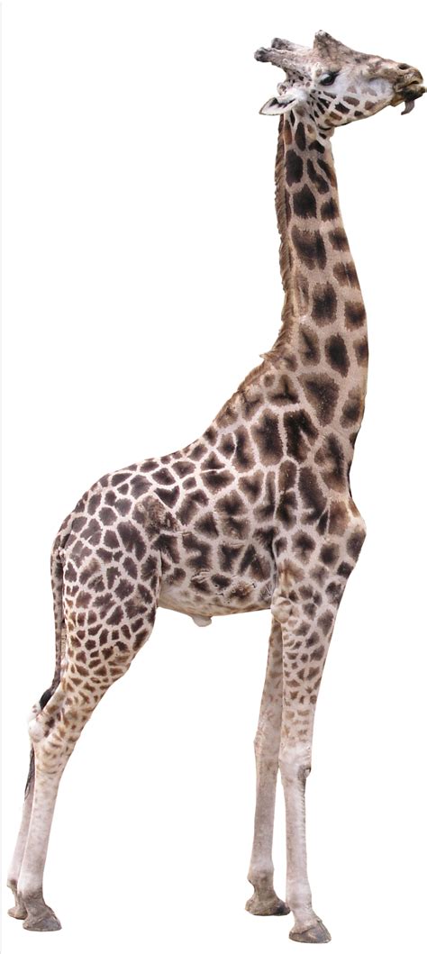 Giraffe Png Transparent Image Download Size 987x2207px