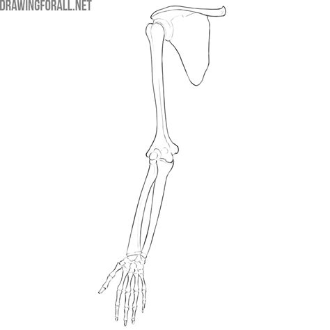 The Upper Limb Upper Limb Anatomy Anatomy Bones Human Vrogue Co
