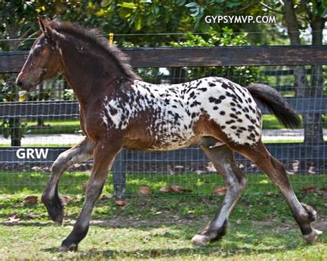 Breyer clydesdale gypsy vanner horse lover's shadowbox pinto stablemate #5412. bay spotted blanket - Gypsy Horse/Tinker x Friesian colt Lone Star | colours - appaloosa ...