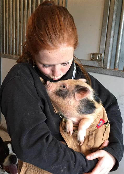 Pig Adoption Loving Homes Needed Ontario Spca And Humane Society