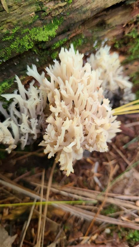 Coral Mushrooms Rmycology