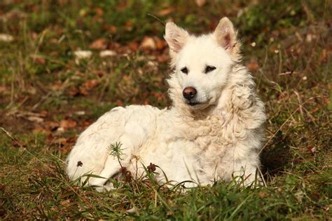 Mudi Dog Breed Characteristics And Care