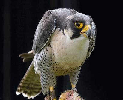 Falcon Peregrine Birds Prey Gifs Predator Peregine